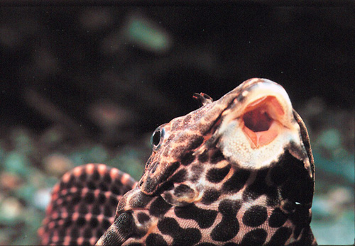 Nuôi cá lau kính Plecostomus giúp vệ sinh bể cá cảnh và kiểm soát sự phát triển của tảo