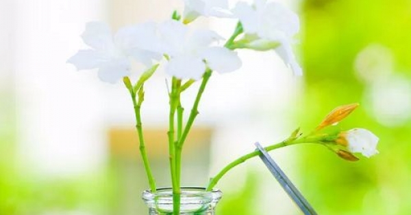3 mẹo vặt giữ hoa tươi lâu, cả Tết không phải thay